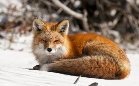 冬天，狐狸，性质