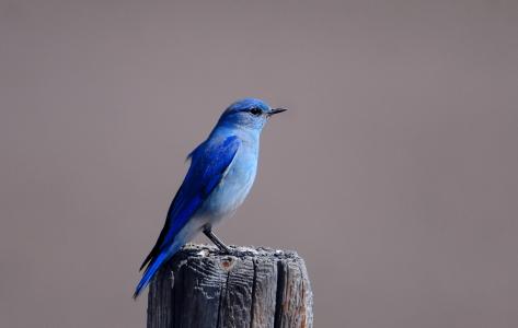 树桩，蓝色，鸟，鸟