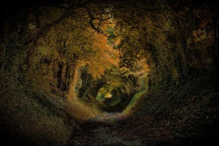 Halnaker，英国，英国，公园，树木，斜坡，隧道