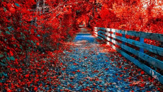 金色的秋天，道路，围栏，树木