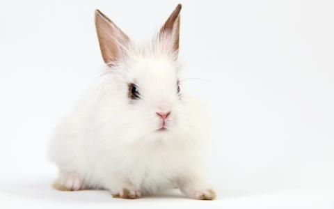 装饰兔子，白色，粉红色的耳朵