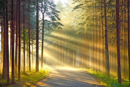 森林，路，太阳的光芒