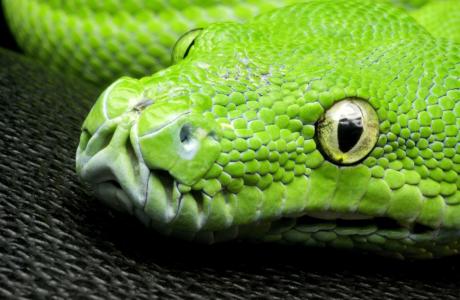 绿色，蛇，宏，照片