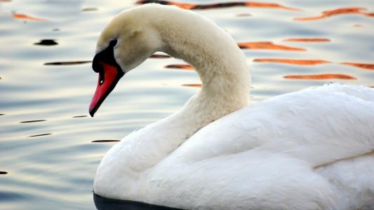 白色的天鹅，在池塘里，悲伤的眼睛