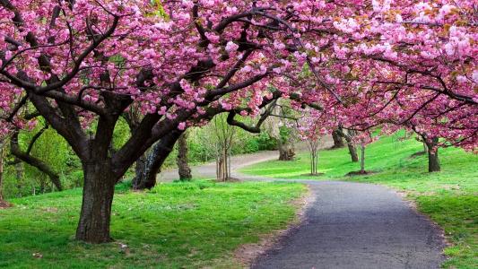 春天，鲜花，粉红色，公园