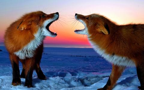红色，冬天，狐狸，雪，蒸汽