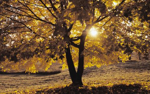 太阳，通过叶子，秋天，树