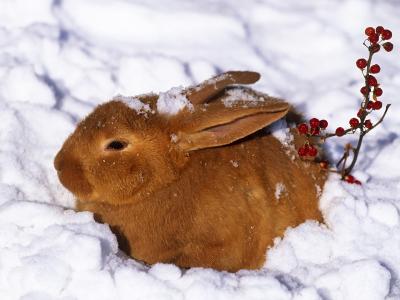 雪，野兔，兔子，冬天，红色，浆果