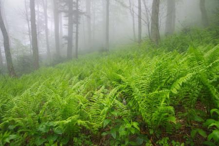 自然，森林，雾，蕨类植物