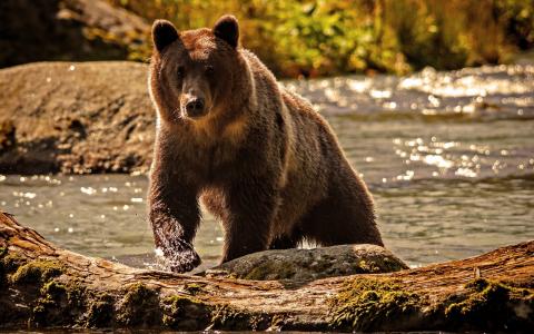 熊，自然，水，河