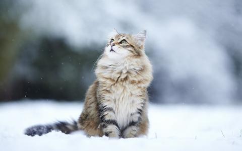 超高清4k，猫，雪，看，蓬松，冬天，宠物，英俊，捕食者