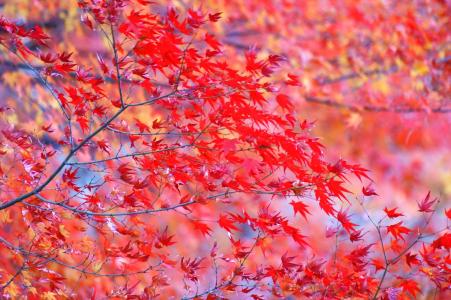 秋天，叶子，红色，分支机构，明亮，树