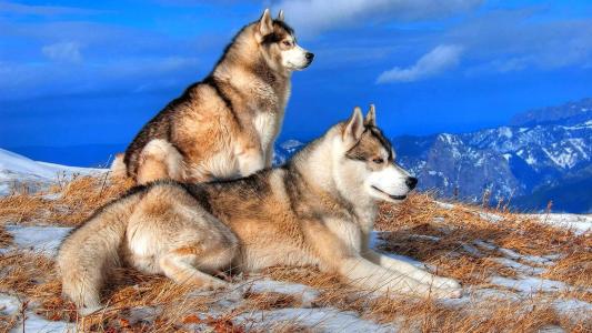 哈士奇，山，自然，冬天，夫妇，狗，美丽
