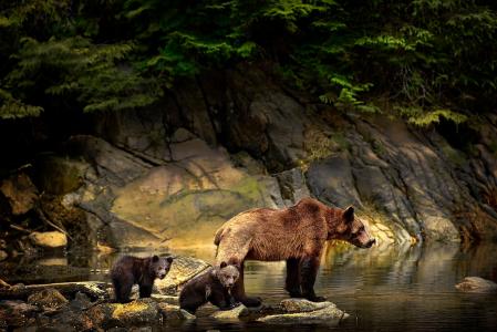 米歇尔·瓦尔贝里，自然，动物，熊，熊，小熊，水，石头，树枝