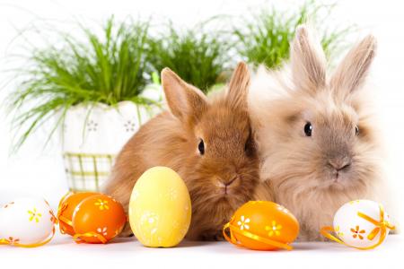 鸡蛋，兔子，复活节