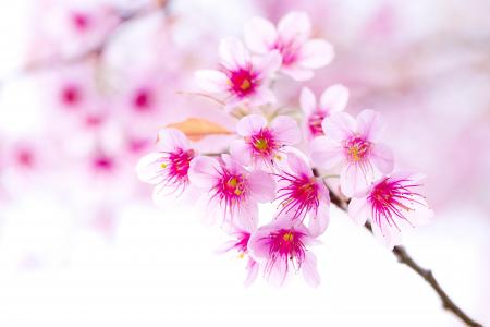 樱花，分支，春天