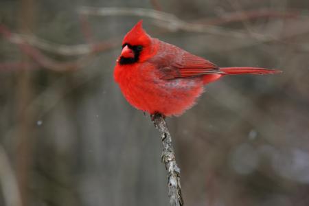 小鸟，红衣主教