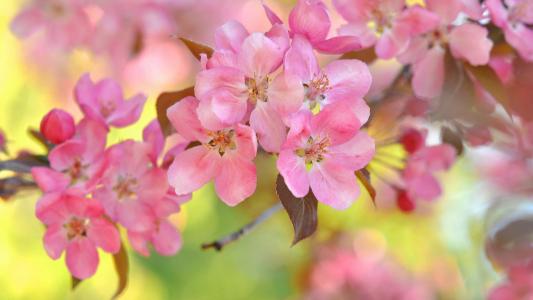 粉红色，鲜花，樱桃，散景，树枝，春天