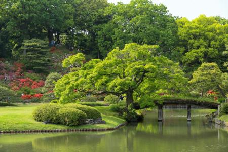 花园，池塘，东京，日本，Rikugien花园，树木，大自然