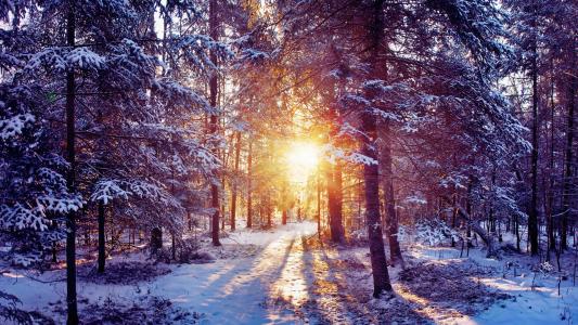 雪，冬季，太阳，光线，性质，森林，光