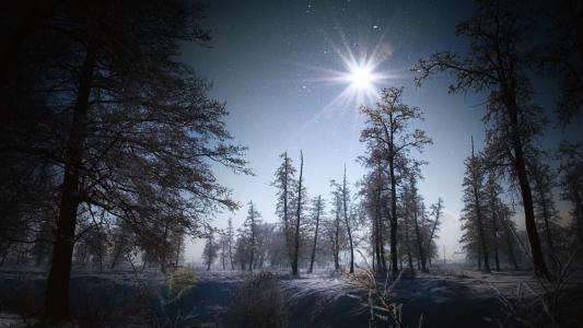 冬天，树木，雪，夜晚，明星