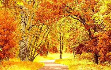 性质，秋季，森林，树木，路径，黄色背景，美丽