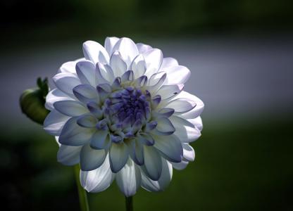 花，大丽花，白，蓝色，花瓣，宏，重点