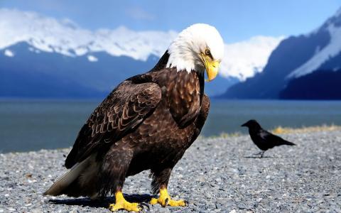 鸟，捕食者，白头，黑色的羽毛，黄色的喙和爪子