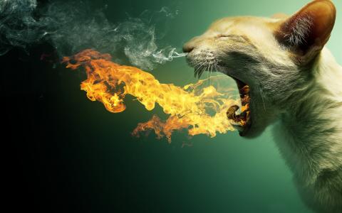 猫，火焰，猫，烟，蒸汽，火，嘴，牙齿