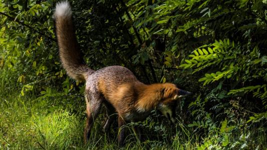狐狸，动物，大自然，Heiko Monson