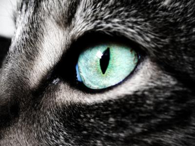 猫眼，灰猫，瞳孔