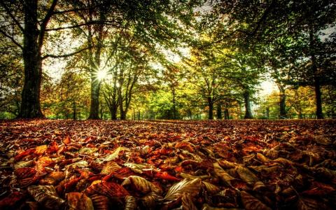 秋天，树，叶子，颜色，阳光