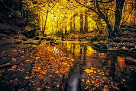 性质，秋季，德国，森林，叶子，石头