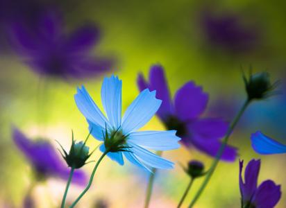 花，蓝色，紫色