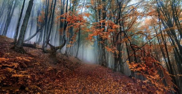 丘陵，树木，秋天，喀尔巴阡山脉