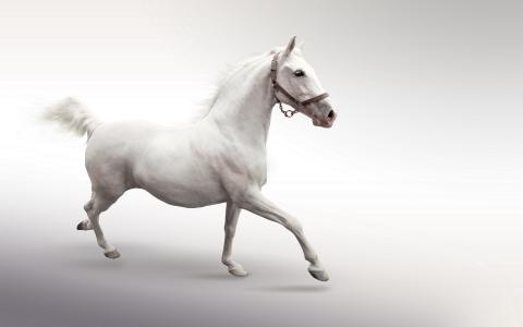优雅的马，白色的美丽，蓬松的尾巴