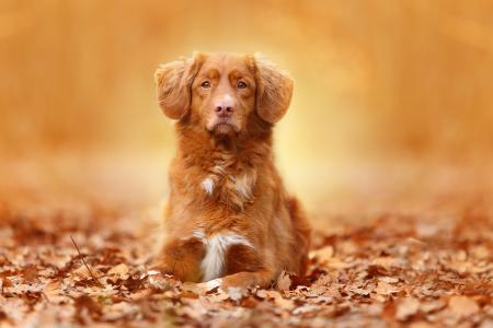 红色的狗，叶子，秋天