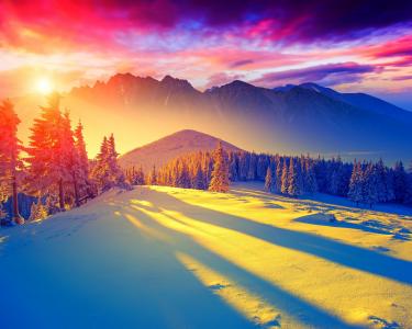 冬天，雪，山，太阳，黎明，枞树
