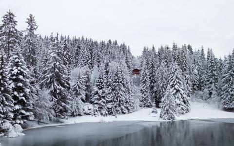 雪，湖，房子，冬季，瑞士，树木，森林