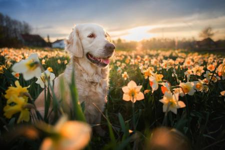 动物，狗，狗，看，性质，猎犬，金，春天，场，鲜花，水仙花，晚上