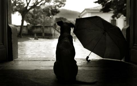 狗，阴影，雨