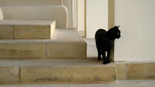 大理石楼梯，黑猫，凝视