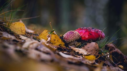 秋天，性质，叶子，蘑菇，鹅膏菌，宏