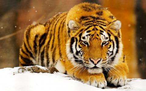 雪，老虎，捕食者，猫，谎言，枪口，看
