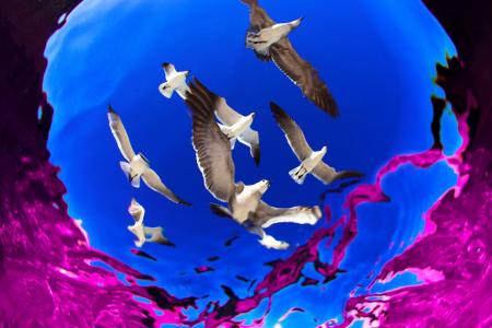 海鸥，水的快照，照片，亚历杭德罗·普里托
