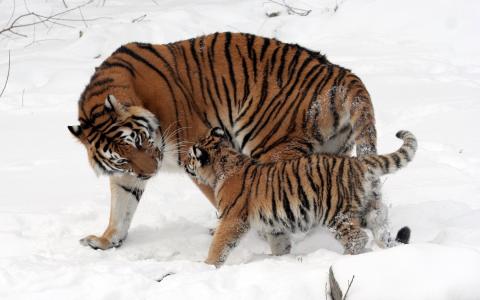 老虎，妈妈，虎崽，雪，冬天