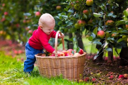 孩子，婴儿，篮子，树木，水果，苹果，花园