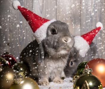 新年，圣诞节，新年，圣诞节，假期，球，饰品，兔子