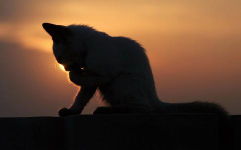 日落，晚上，猫