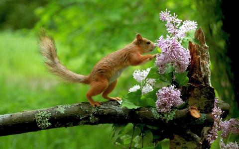 松鼠，树枝，鲜花，嗅